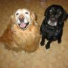 Fletch, the Golden Retriever, with Max, the Black Lab enjoying their time together.